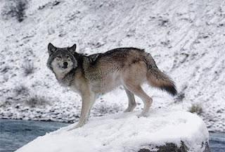 La conjunción y la interjección