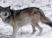 conjunción interjección