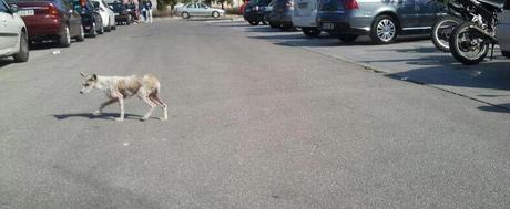 Acogida urgente no aguantará mucho en la calle