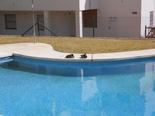 ¡ Preciosos vecinos !