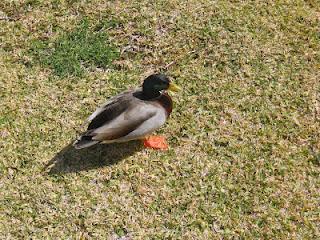 ¡ Preciosos vecinos !