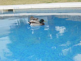 ¡ Preciosos vecinos !