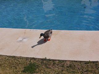 ¡ Preciosos vecinos !