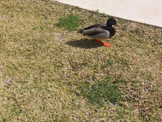 ¡ Preciosos vecinos !