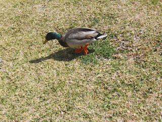 ¡ Preciosos vecinos !