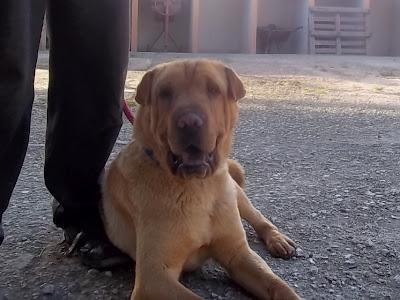 Sharpei de 10 meses abandonado y recogido en Cádiz,