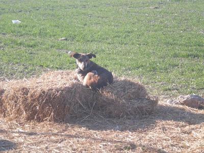 URGENTE HAN LLAMADO A LA PERRERA DE MAIRENA¡¡¡