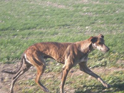 URGENTE HAN LLAMADO A LA PERRERA DE MAIRENA¡¡¡