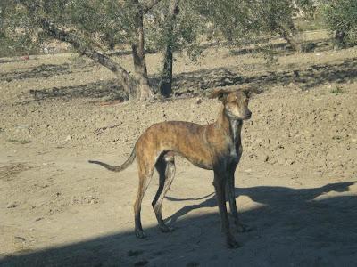URGENTE HAN LLAMADO A LA PERRERA DE MAIRENA¡¡¡