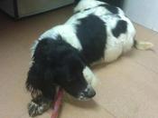 Novedades bretona preñada Mairena