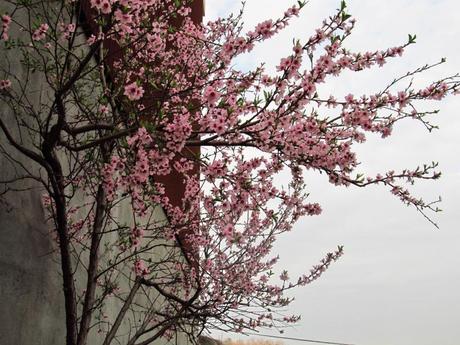 Florecen los árboles con cierta anticipación - foto de hoy mismo, teóricamente, aun invierno