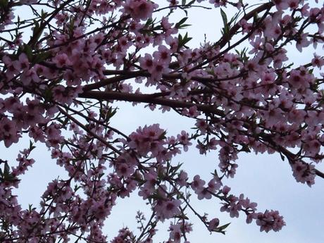 Un acercamiento a las flores del árbol mostrado en la entrada anterior, ahora matizadas por la luz del atardecer
