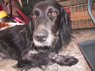 Historia de una flor