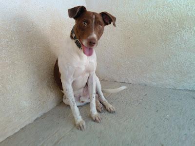 IKER: su dueño simplemente no lo quería... GRANADA