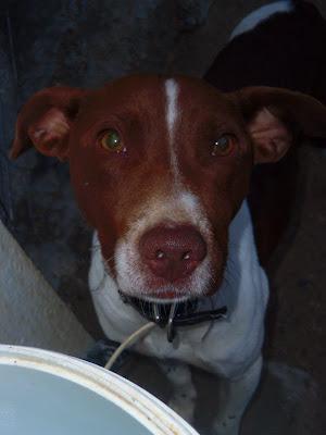 IKER: su dueño simplemente no lo quería... GRANADA