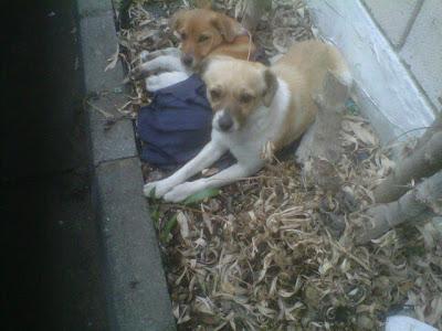 URGENTE!!!!! Dos perritos abandonados en una empresa. (Córdoba)