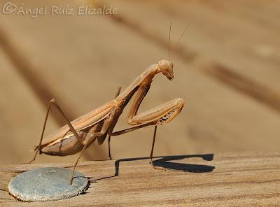 Mantis manchega...