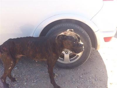 DANKO, DEMACRADO Y CON HERIDAS ABIERTAS, URGENTE!!