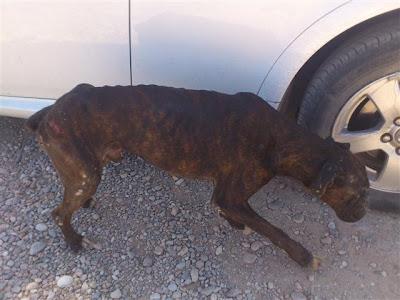 DANKO, DEMACRADO Y CON HERIDAS ABIERTAS, URGENTE!!