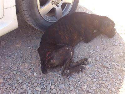 DANKO, DEMACRADO Y CON HERIDAS ABIERTAS, URGENTE!!