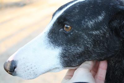 CARI preciosa galga muy cariñosa. (Zaragoza)