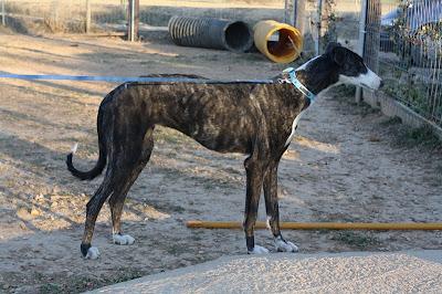 CARI preciosa galga muy cariñosa. (Zaragoza)