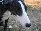 CARI preciosa galga cariñosa. (Zaragoza)