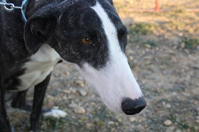 CARI preciosa galga muy cariñosa. (Zaragoza)