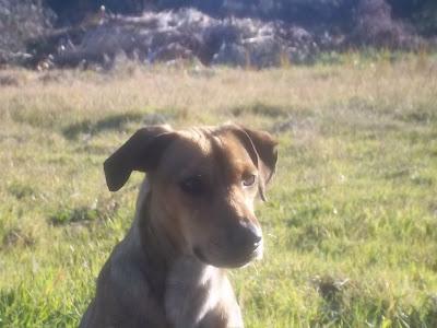Sigue abandonado!!! Este pequeñin esta solito en un campo. (Cadiz),