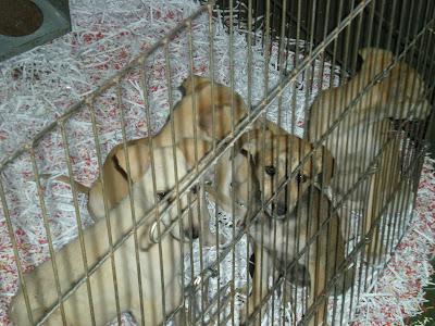 Cachorros de galgos en la perrera NO TENEMOS ACOGIDAS!! (Córdoba)
