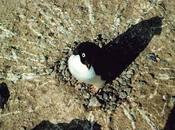 Ciencia Friki propulsión caca pingüino