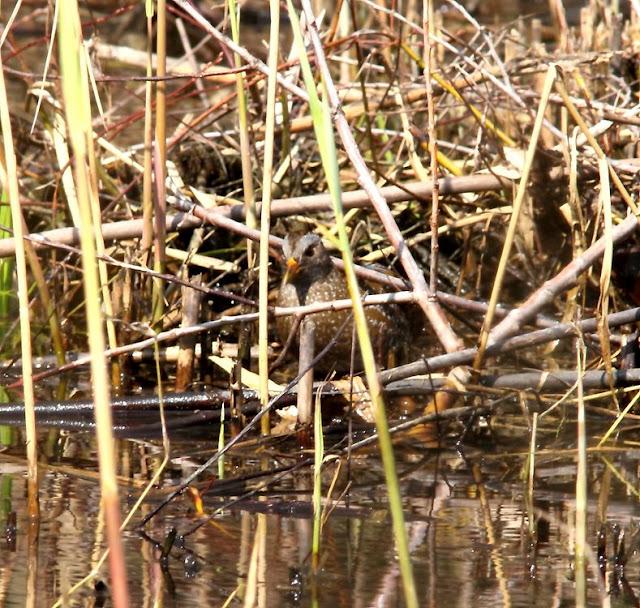 UN SÁBADO MUY DIVERTIDO