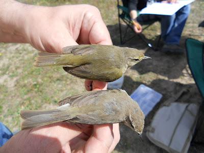 Anillamiento en la zona de La Quintanilla, Paraje Natural del Brazo del Este (SE)