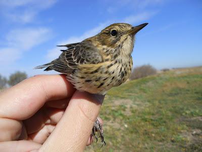 Anillamiento en la zona de La Quintanilla, Paraje Natural del Brazo del Este (SE)