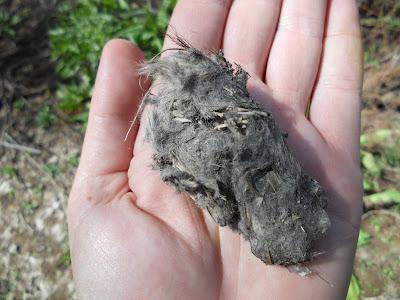 Anillamiento en la zona de La Quintanilla, Paraje Natural del Brazo del Este (SE)
