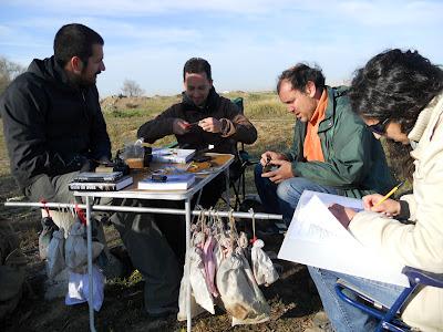Anillamiento en la zona de La Quintanilla, Paraje Natural del Brazo del Este (SE)