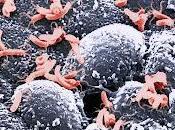 Helicobacter Pylori Diabetes están Asociados