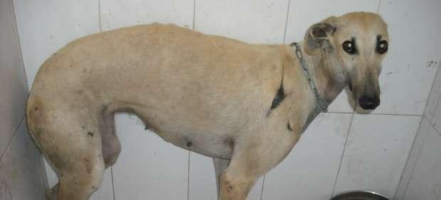 Galgo