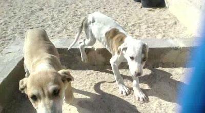 CACHORRA X DE GALGO DE 2 MESES EN LA PERRERA. Talavera (TOLEDO)