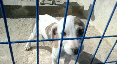 CACHORRA X DE GALGO DE 2 MESES EN LA PERRERA. Talavera (TOLEDO)