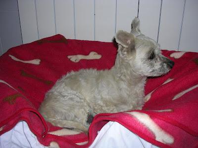 CANICHE MAYORCITO PARA ACOGIDA O ADOPCIÓN. (SEVILLA)