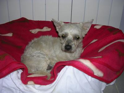 CANICHE MAYORCITO PARA ACOGIDA O ADOPCIÓN. (SEVILLA)