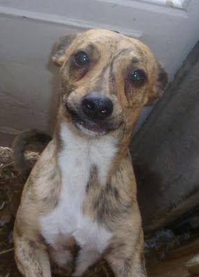 2ª DIFUSIÓN: JOHN Y SU MARAVILLOSA SONRISA EN ADOPCIÓN!!! TAMAÑO PEQUEÑO,MURCIA SE ENVÍA!‏