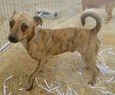 2ª DIFUSIÓN: JOHN Y SU MARAVILLOSA SONRISA EN ADOPCIÓN!!! TAMAÑO PEQUEÑO,MURCIA SE ENVÍA!‏