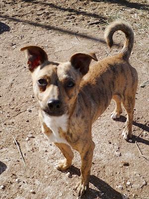 2ª DIFUSIÓN: JOHN Y SU MARAVILLOSA SONRISA EN ADOPCIÓN!!! TAMAÑO PEQUEÑO,MURCIA SE ENVÍA!‏