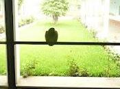 Pajarillo, pajarillo