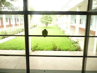 PAJARILLO, PAJARILLO