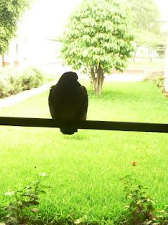 PAJARILLO, PAJARILLO