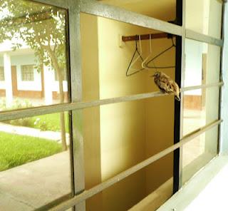 PAJARILLO, PAJARILLO