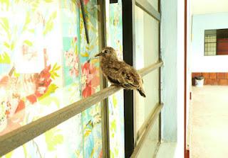 PAJARILLO, PAJARILLO